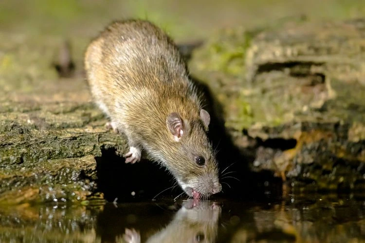 Entfernen Sie Wasserquellen, um Ratten zu vertreiben