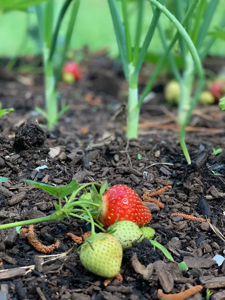Erdbeeren und Zwiebeln zusammen pflanzen gute Nachbarn