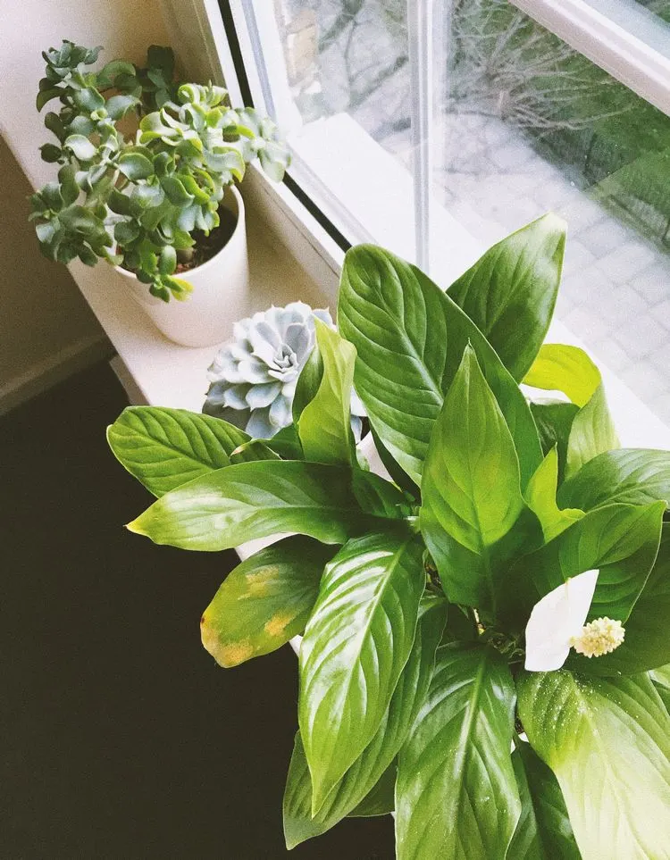 Friedenslilie passt perfekt als Pflanze am Küchenfenster
