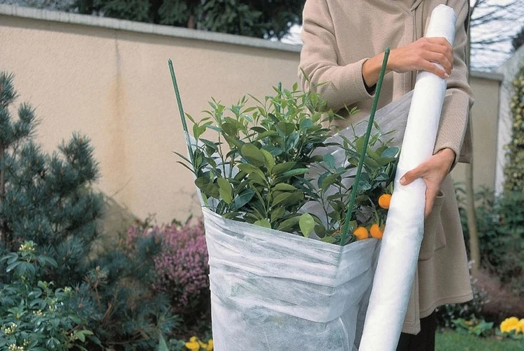 Frost im April ist besonders schädlich für das zarte neue Wachstum