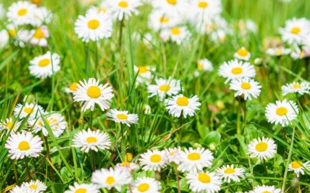 Gänseblümchen im Rasen bekämpfen - welche Methoden gibt es