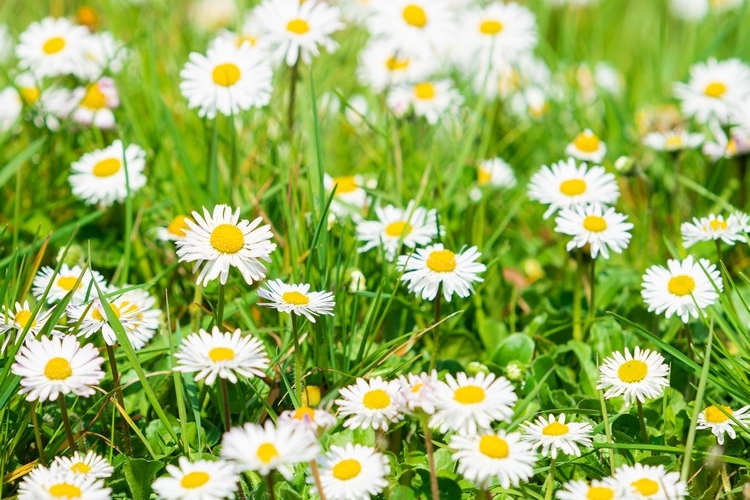 Gänseblümchen im Rasen bekämpfen - welche Methoden gibt es