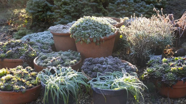 Gärtner sollten einige Maßnahmen im April ergreifen, um ihre Pflanzen vor Frost zu schützen