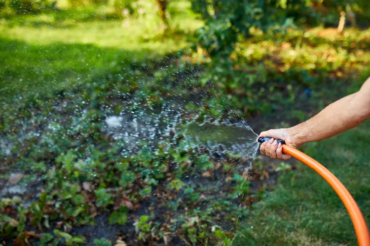 Gartengestaltung Regeln und Tipps welche Blumen im Garten pflanzen