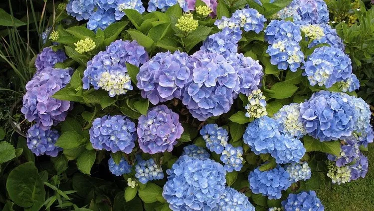Gartenhortensie hydrangea macrophylla blau färben
