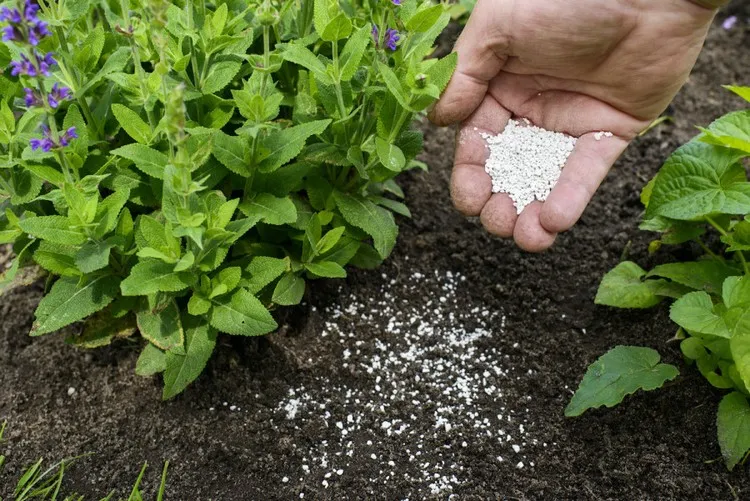 Gartenkalk neutralisiert saure Böden