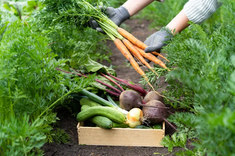 Gemüsegarten anbauen worauf achten Gartengestaltung Regeln