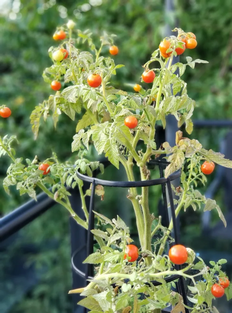 Gemüsegarten auf dem Balkon Tomaten anbauen