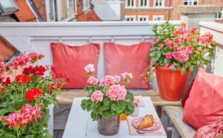 Geranien auf Balkon pflegeleichte Blumen für Schatten