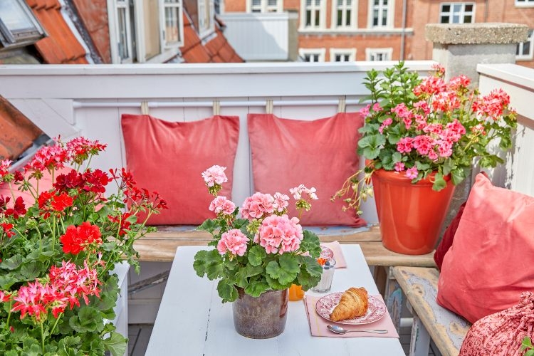 Geranien auf Balkon pflegeleichte Blumen für Schatten