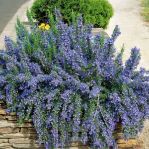 Hängender Rosmarin Tuscan Blue gedeiht mit üppigen Blüten