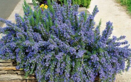 Hängender Rosmarin Tuscan Blue gedeiht mit üppigen Blüten