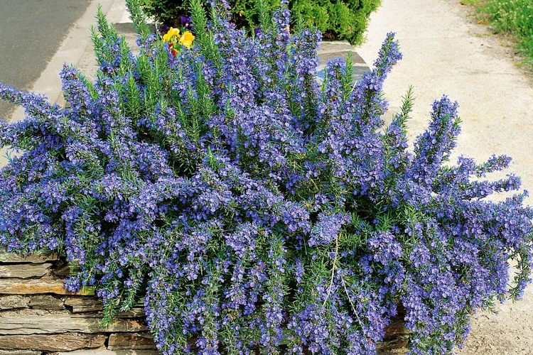 Hängender Rosmarin Tuscan Blue gedeiht mit üppigen Blüten