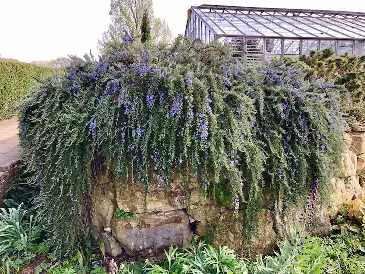 Haifa Sorte ist eine der bekanntesten Rosmarinpflanzen