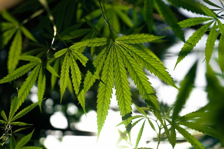 Hanf wird für die Herstellung von Cannabisprodukten verwendet