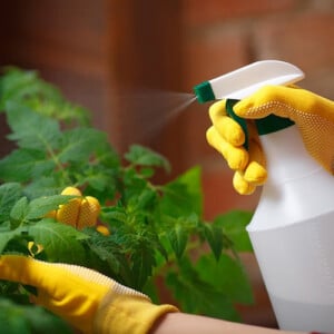 Hausmittel gegen Pilzbefall im Garten sind umweltfreundlich