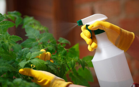 Hausmittel gegen Pilzbefall im Garten sind umweltfreundlich