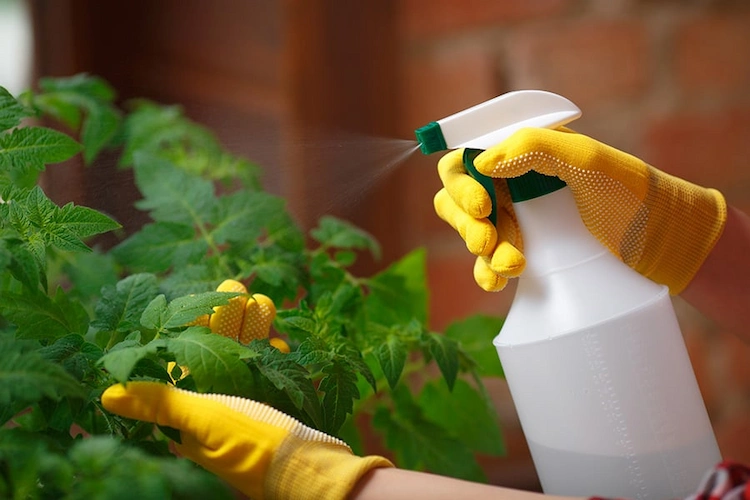 Hausmittel gegen Pilzbefall im Garten sind umweltfreundlich