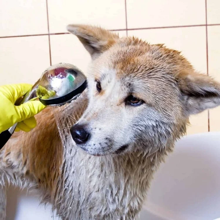 Haustiere in der Wohnung regelmäßig waschen