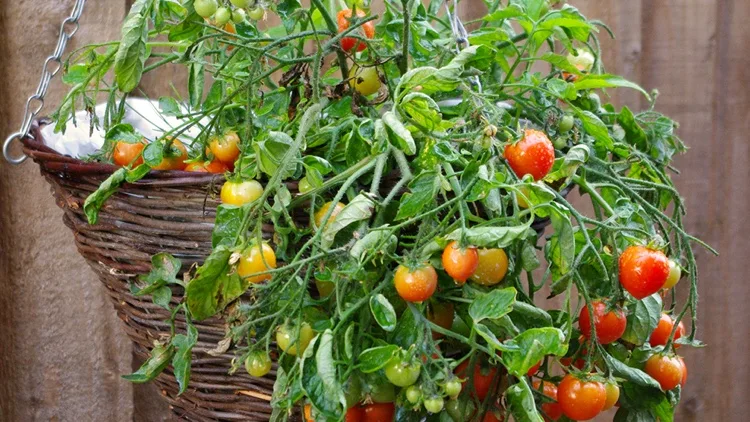 tomaten platzsparend