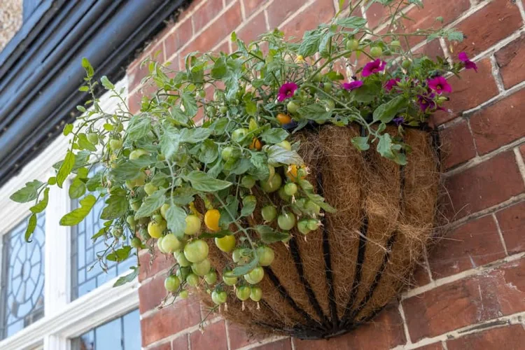 Hängende Kirschtomaten pflanzen Wandkorb Terrasse