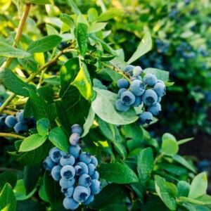 Heidelbeeren pflanzen und pflegen - Tipps für eine reiche Ernte und große Früchte