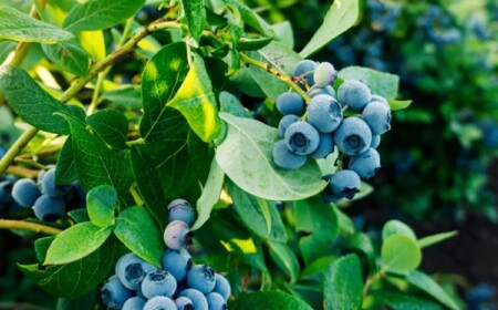 Heidelbeeren pflanzen und pflegen - Tipps für eine reiche Ernte und große Früchte