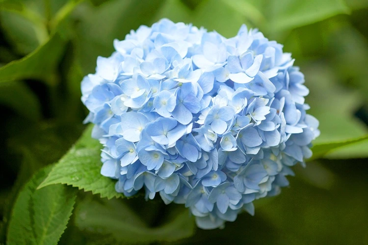 Hellblau blühende Gartenhortensie so funktioniert Farbwechsel