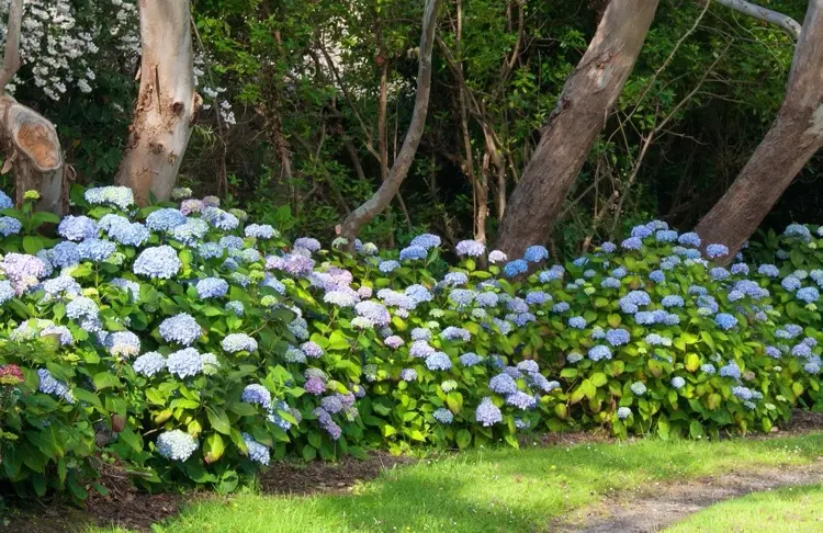 Hortensien im Garten blau färben mit Alaun