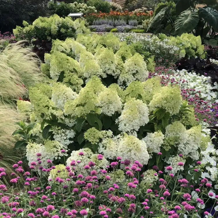 Hortensien kombinieren im Garten - Rispenhortensie in Weiß mit pinken Begleitpflanzen