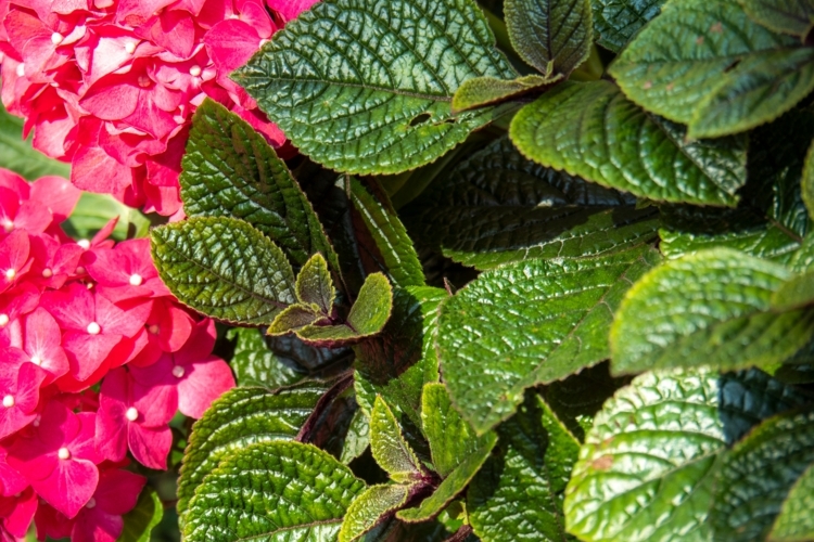 Hortensien kombinieren mit anderen Pflanzen und Blumen - Liste mit Ideen