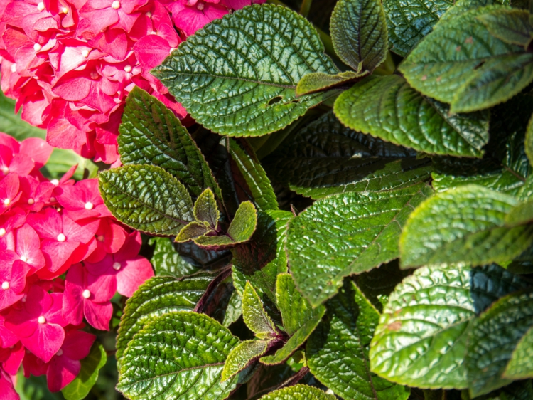 Hortensien kombinieren mit anderen Pflanzen und Blumen - Liste mit Ideen