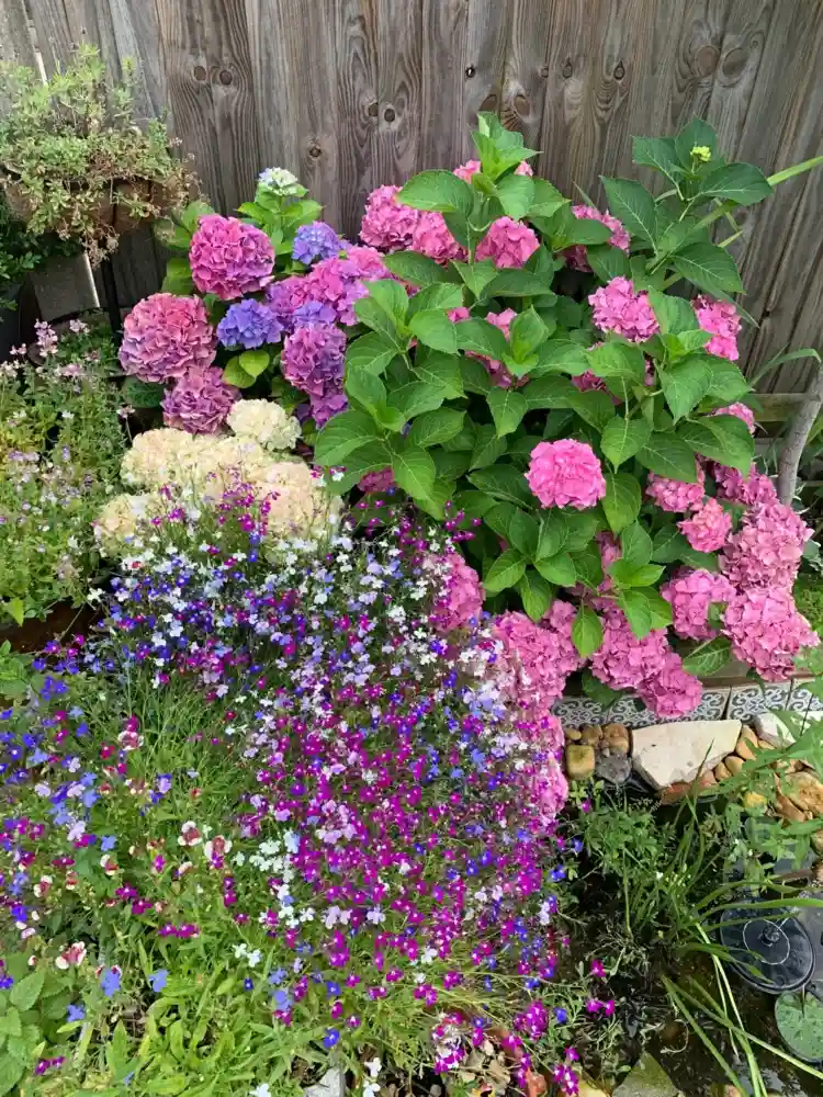 Hortensien kombinieren mit bunten Blütenfarben anderer Blumen