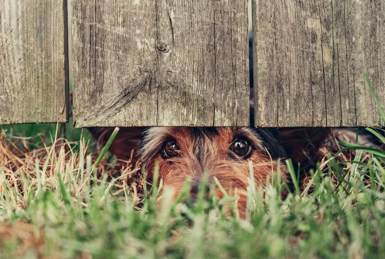 Hund blickt unter dem Gartenzaun