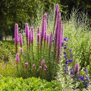 Immerblühendes Beet anlegen wo im Garten