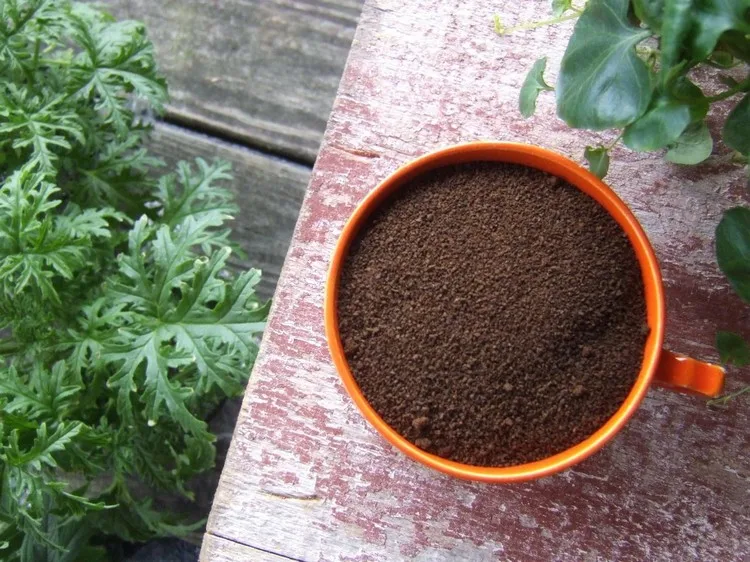 Gebrauchtes Kaffeepulver ist ein hervorragender Dünger für Zimmerpflanzen und Gartenblumen