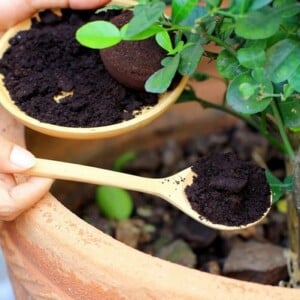 Kaffeesatz verbessert den Boden, indem er Nährstoffe hinzufügt