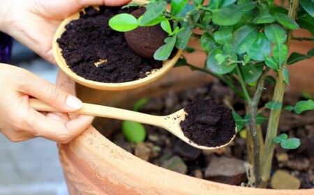 Kaffeesatz verbessert den Boden, indem er Nährstoffe hinzufügt