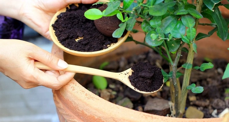 Gebrauchtes Kaffeepulver verbessert den Boden, indem er Nährstoffe hinzufügt