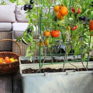 Kann man Tomaten auf dem Balkon anbauen