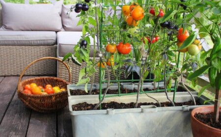 Kann man Tomaten auf dem Balkon anbauen