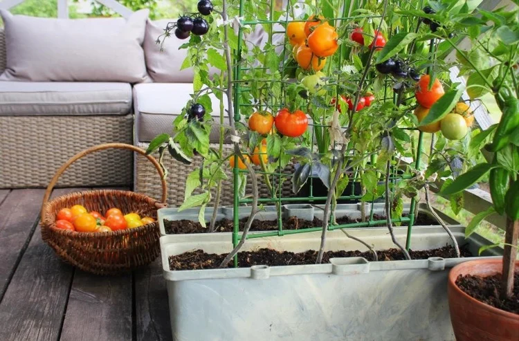 Kann man Tomaten auf dem Balkon anbauen