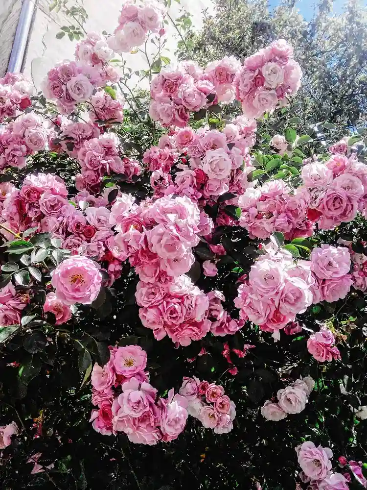 Klassische Rose als eine der Pflanzen für den Vorgarten
