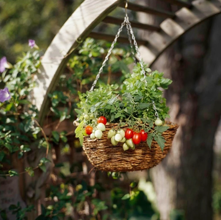 Kleine Tomatenpflanze kann man hängend anbauen