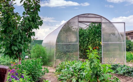 gewächshaus bepflanzen