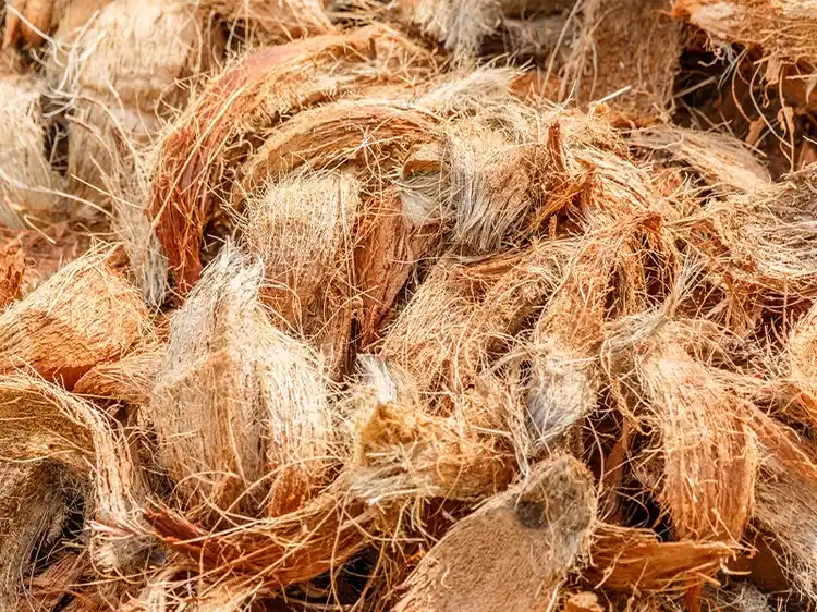 Kokosfaser ist eine nachhaltigere Alternative zu Torfmoos