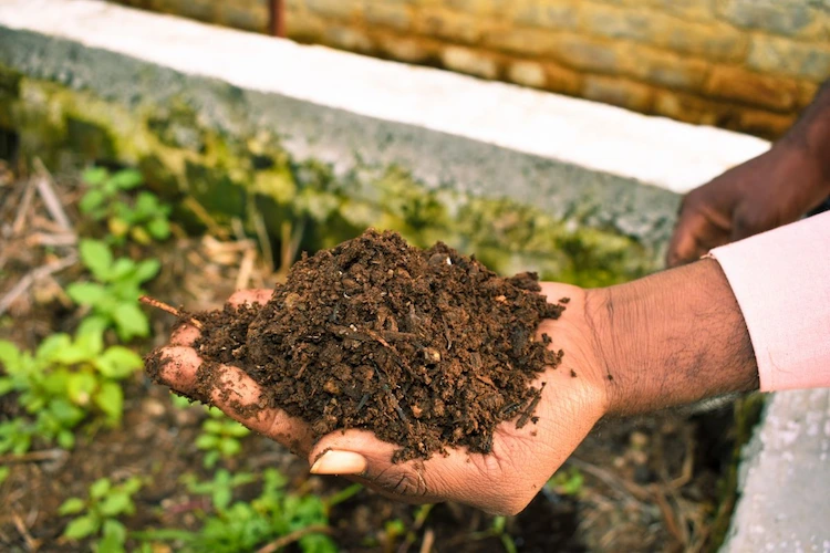 Kompost zu verwenden im Garten ist umweltfreundlich und vernünftig