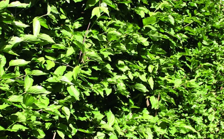 Kornelkirsche-Hecke anlegen Ideen für Mischhecke und Tipps zum Pflanzen