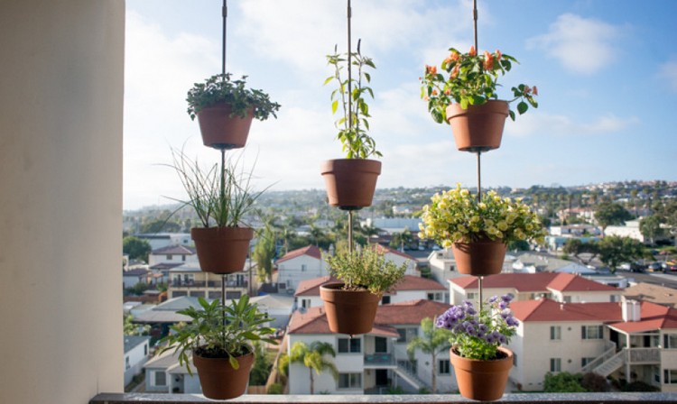 Kräuter, die den Schattenbalkon lieben