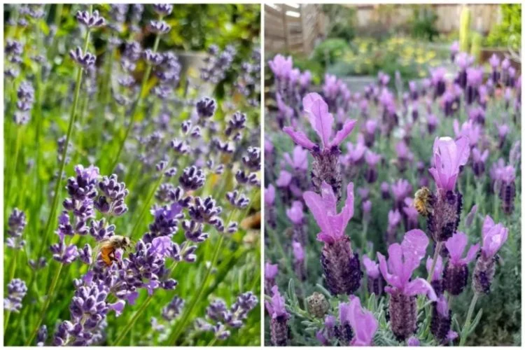 Lavendel für Blumenwiede pflanzen Tipps